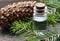Fir needle essential oil in a glass bottle and green coniferous tree branches with cones.Spruce aroma oil for spa,aromatherapy.