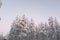 Fir tree and adobes covered in white snow landscape in Lapland, Finland