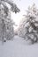 Fir tree and adobes covered in white snow landscape in Lapland, Finland