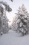 Fir tree and adobes covered in white snow landscape in Lapland, Finland