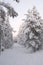 Fir tree and adobes covered in white snow landscape in Lapland, Finland