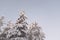 Fir tree and adobes covered in white snow landscape in Lapland, Rovaniemi Finland