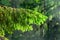 Fir-tree branch on background of forest in beams of sun