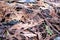 Fir tree branch and fallen leaves on the ground, frosty day, Nuuksio National Park,