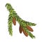 Fir tree branch with hanging cone. Green spruce branch as natural evergreen decoration element for banner. Isolated on