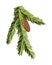 Fir tree branch with hanging cone. Green spruce branch as natural evergreen decoration element for banner. Isolated on