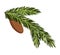Fir tree branch with hanging cone. Green spruce branch as natural evergreen decoration element for banner. Isolated on