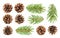 Fir tree branch and pine cones isolated on white background