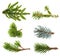 Fir tree branch set