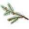 Fir tree branch. Spruce twig, conifer plant with green needles, wood cone.