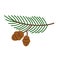 Fir tree branch. Spruce twig, conifer plant with green needles, wood cone.