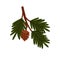 Fir tree branch. Spruce twig, conifer plant with green needles, wood cone. Winter seasonal coniferous sprig. Christmas