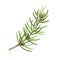 Fir tree branch. Watercolor illustration. Hand drawn evergreen pine tree element. Spruce branch with evergreen needles