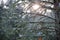 Fir-tree branches with rain drops