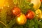 Fir tree in chirstmas festivals with red and gold balls background