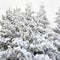 Fir tree with cones covered snow in forest winter. Treetops christmas tree in snow. View from below