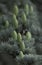 Fir tree cones stand upright amid green fir leave