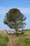 Fir tree, footpath, gorse, sand dunes, Bamburgh