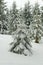 Fir tree in a fresh snow in a winter forest under overcast sky