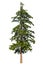 Fir tree isolated