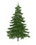 Fir tree isolated on white background