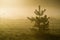 Fir tree in misty countryside