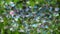 Fir tree soap bubbles background hd footage