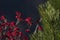 Fir tree and sorbus aria, Vosges, France