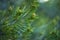 Fir tree, spruce buds. Young green sprouts fir tree needles spring, green bokeh. Fresh growing fir tree sprouts on branch in