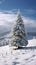 Fir tree stands proudly in the peaceful winter snowscape