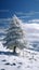 Fir tree stands proudly in the peaceful winter snowscape