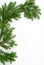 Fir-tree twig,