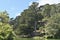 Fir trees Abies in Golden Gate Park 15