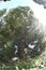 Fir trees Abies in Golden Gate Park 2