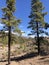 Fir trees around Las Ninas Reservoir