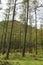 Fir trees, Buttermere Wood, English Lake District