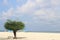 fir trees growing on a wide expanse of sand