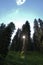 Fir trees on a hill in Zervreila in Switzerland 31.7.2020