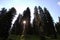 Fir trees on a hill in Zervreila in Switzerland 31.7.2020