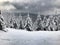 Fir trees in Jeseniky Mountains