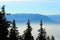 Fir trees over a foggy valley