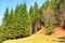 Fir trees in Piatra Craiului. Typical landscape in the forests of Transylvania, Romania.