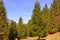 Fir trees in Piatra Craiului. Typical landscape in the forests of Transylvania, Romania.