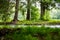 Fir trees on the quiet brook