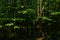 Fir trees in shaded swamp of sunny summer