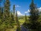 Fir trees in the Siberian nature park Ergaki