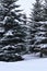 Fir trees in the snow.