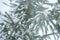 Fir twigs snow. Christmas tree texture. Pine tree covered with frost. Winter background