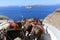 Fira Donkeys Santorini