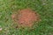 Fire ant mound in green grass